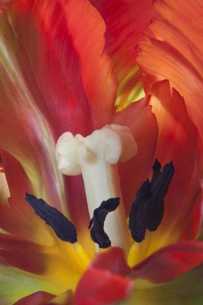USA, Washington, Seabeck Detail of parrot tulip
